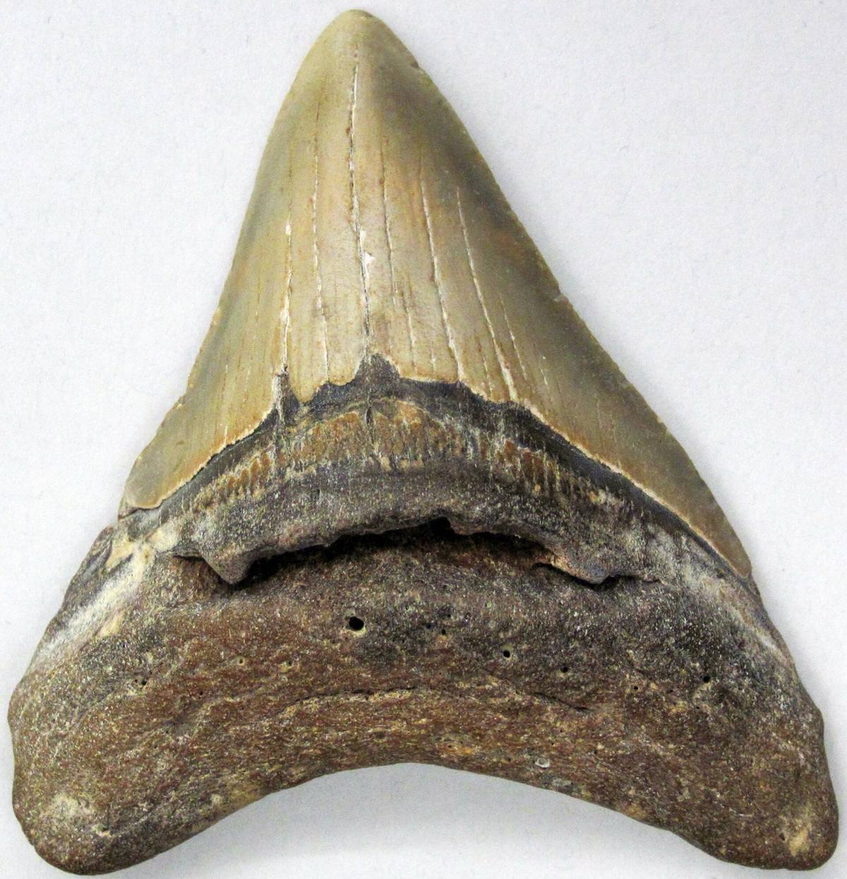 Megalodon Tooth