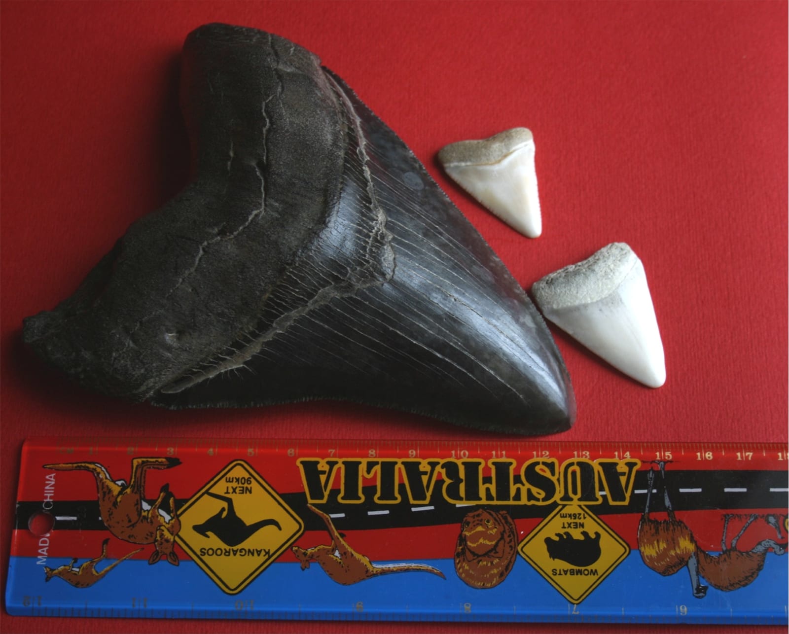 Megalodon Tooth fossil