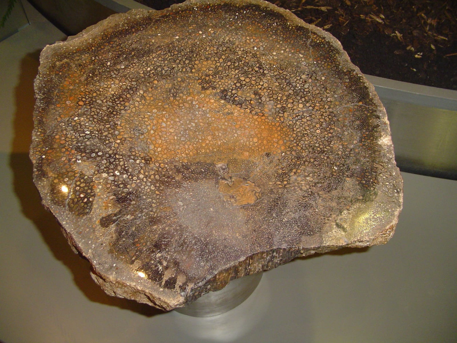 Petrified Palm Wood fossil — Palmoxylon Wikipedia