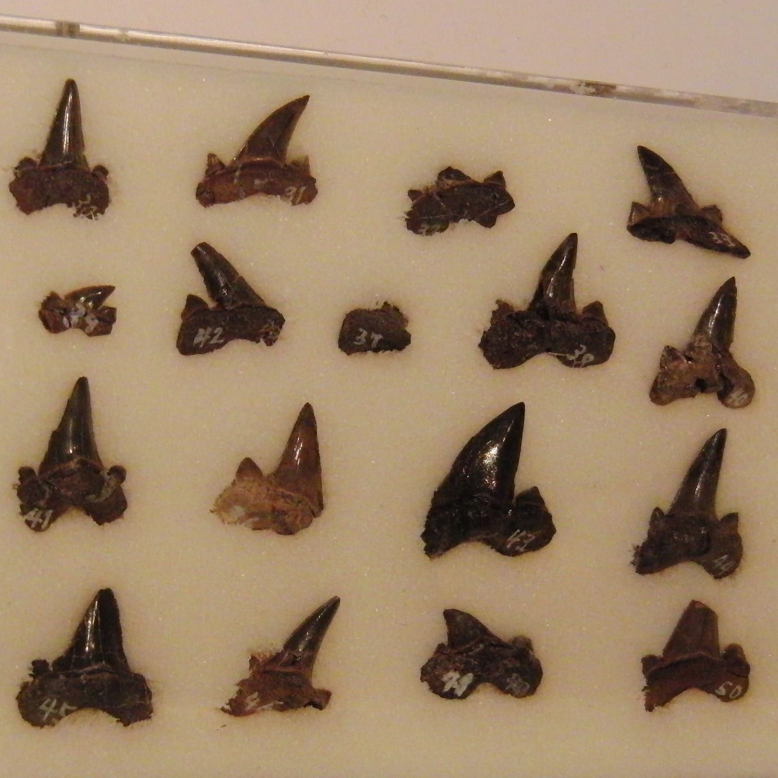 Shark Teeth fossil